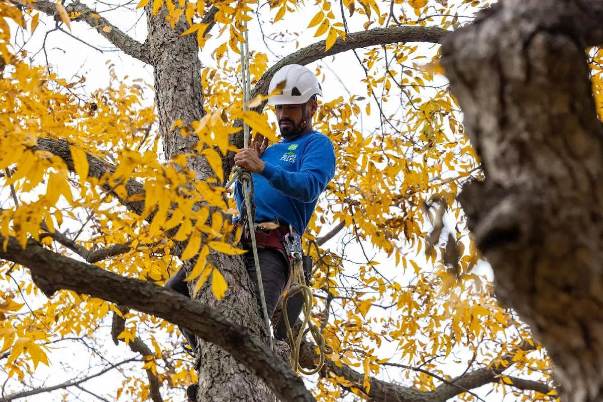 Skilled Tree Pruning crew working in Mounds